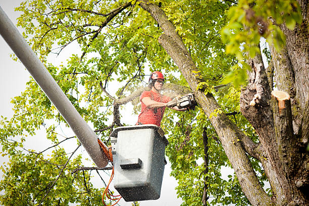 Best Tree Removal  in New Market, TN